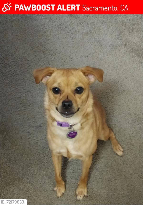 Lost Female Dog last seen Del Paso Blvd and evergreen , Sacramento, CA 95815