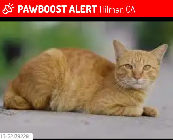 Lost Male Cat last seen Acacia ave . & Maynard st. Hilmar Ca. 95324, Hilmar, CA 95324
