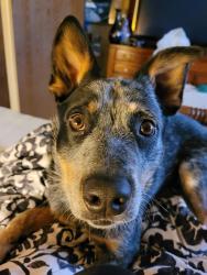 Lost Male Dog last seen Ky-90, Williamsburg, KY 40769