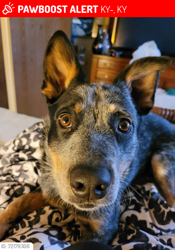 Lost Male Dog last seen Ky-90, Williamsburg, KY 40769