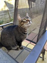 Lost Female Cat last seen Cleavers Avenue , Conniburrow, England MK14 7BT