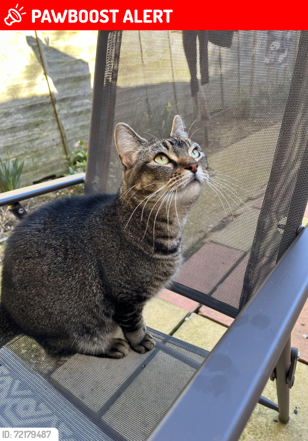 Lost Female Cat last seen Cleavers Avenue , Conniburrow, England MK14 7BT