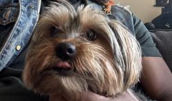 Lost Female Dog last seen Davison and livernois, Detroit, MI 48238