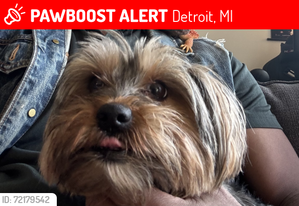 Lost Female Dog last seen Davison and livernois, Detroit, MI 48238