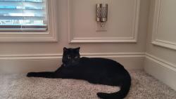 Lost Male Cat last seen Ashley Meadows neighborhood off Dooley Town Rd and Ashton Ln. Got out of the garage at 84 Cooper Ct, Statham, GA 30666