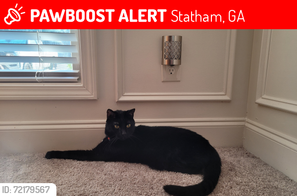 Lost Male Cat last seen Ashley Meadows neighborhood off Dooley Town Rd and Ashton Ln. Got out of the garage at 84 Cooper Ct, Statham, GA 30666