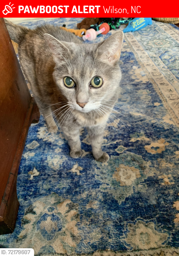 Lost Female Cat last seen Redwood and silver leaf, Wilson, NC 27893