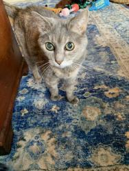 Lost Female Cat last seen Redwood and silver leaf, Wilson, NC 27893