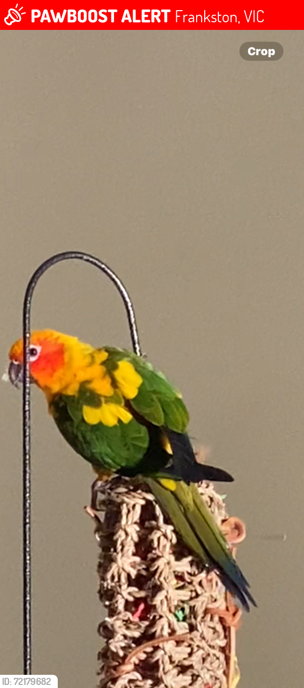 Lost Unknown Bird last seen Skye rd manorwoods dve , Frankston, VIC 3199