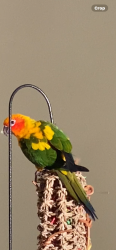 Lost Unknown Bird last seen Skye rd manorwoods dve , Frankston, VIC 3199