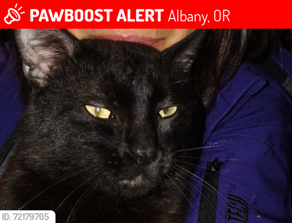 Lost Male Cat last seen 9th and Washington, Albany, OR 97321