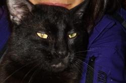 Lost Male Cat last seen 9th and Washington , Albany, OR 97321