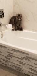 Lost Male Cat last seen Bouton and Hayter, Lakewood, CA 90712
