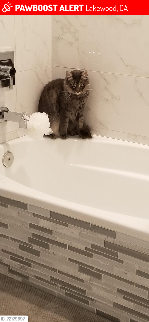 Lost Male Cat last seen Bouton and Hayter, Lakewood, CA 90712