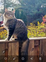 Lost Male Cat last seen Near sw 88th Ct, Miami, FL 33174