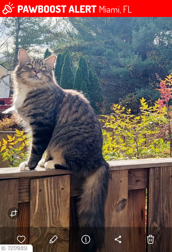 Lost Male Cat last seen Near sw 88th Ct, Miami, FL 33174