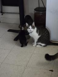 Lost Male Cat last seen Coors / Arenal / Unser SW, Albuquerque, NM 87121