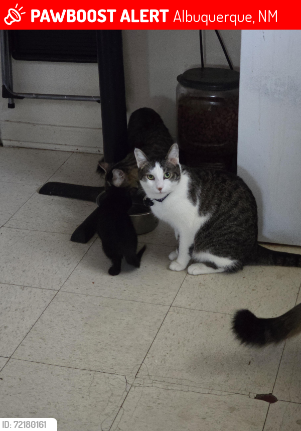 Lost Male Cat last seen Coors / Arenal / Unser SW, Albuquerque, NM 87121