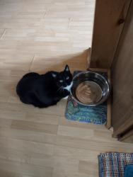 Lost Male Cat last seen Near 6th Street Prairie Farm WI , Prairie Farm, WI 54762