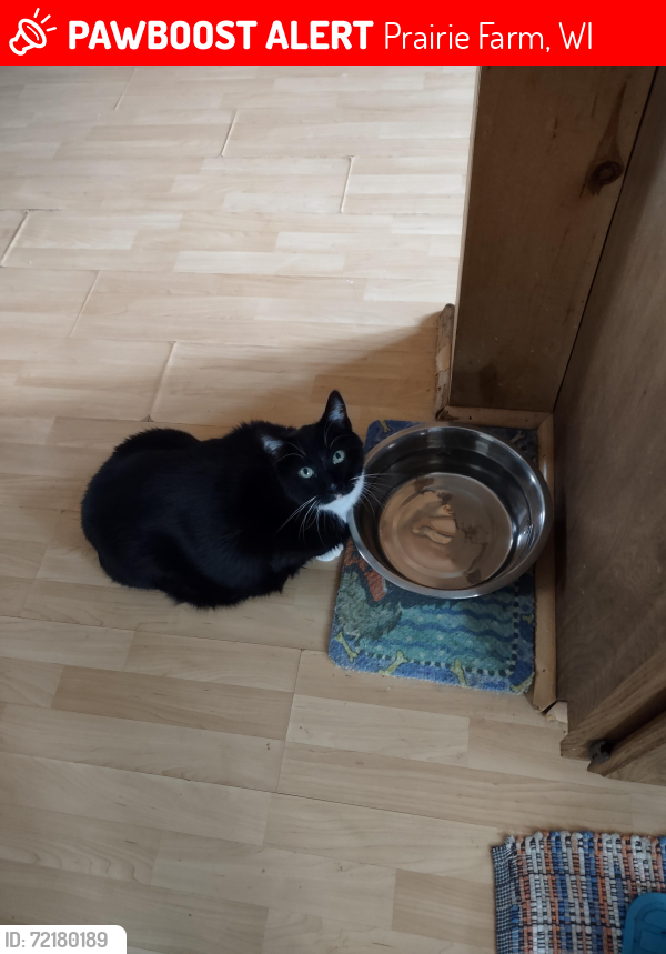 Lost Male Cat last seen Near 6th Street Prairie Farm WI , Prairie Farm, WI 54762