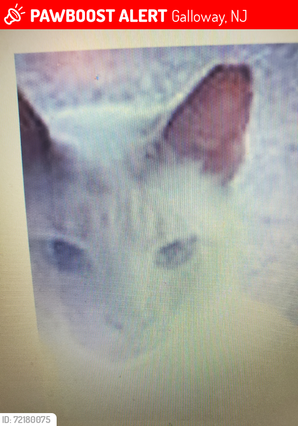 Lost Male Cat last seen East Brook Lane and near Seaview Galloway, Galloway, NJ 08205