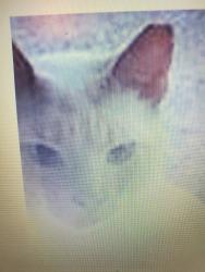 Lost Male Cat last seen East Brook Lane and near Seaview Galloway, Galloway, NJ 08205