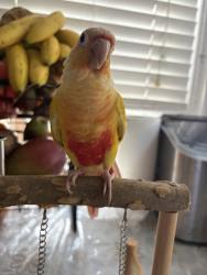 Lost Female Bird last seen Santa fe St and warlord st, Long Beach, CA 90810