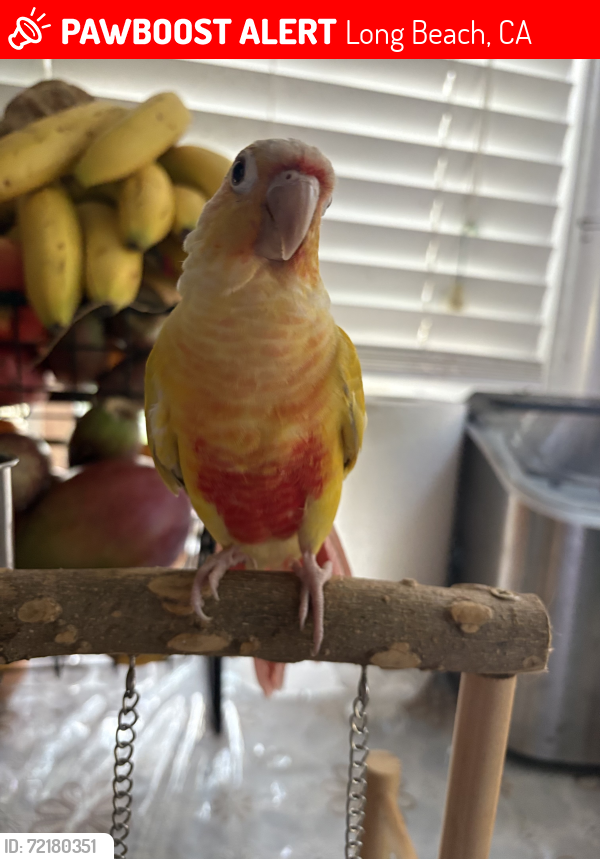 Lost Female Bird last seen Santa fe St and warlord st, Long Beach, CA 90810