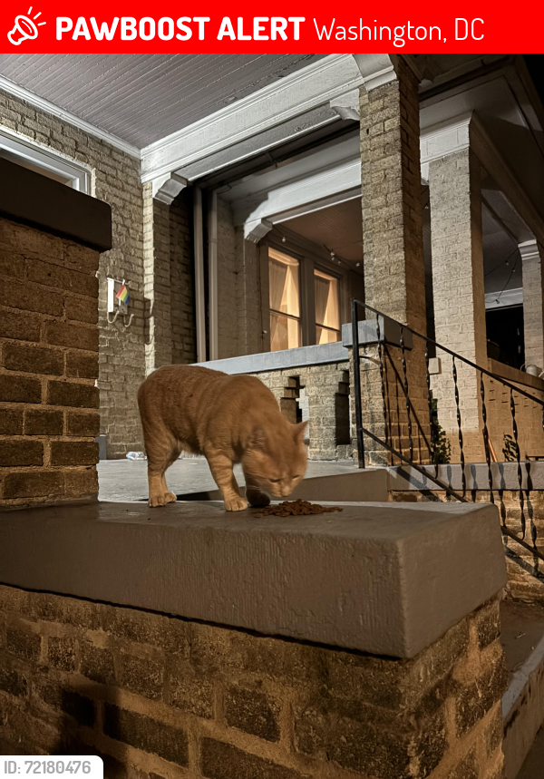 Lost Unknown Cat last seen Georgia Ave , Washington, DC 20010