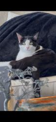 Lost Female Cat last seen 35000SKY RANCH, Carmel Valley, CA 93924