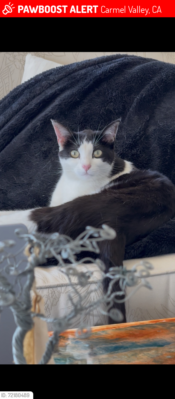 Lost Female Cat last seen 35000SKY RANCH, Carmel Valley, CA 93924