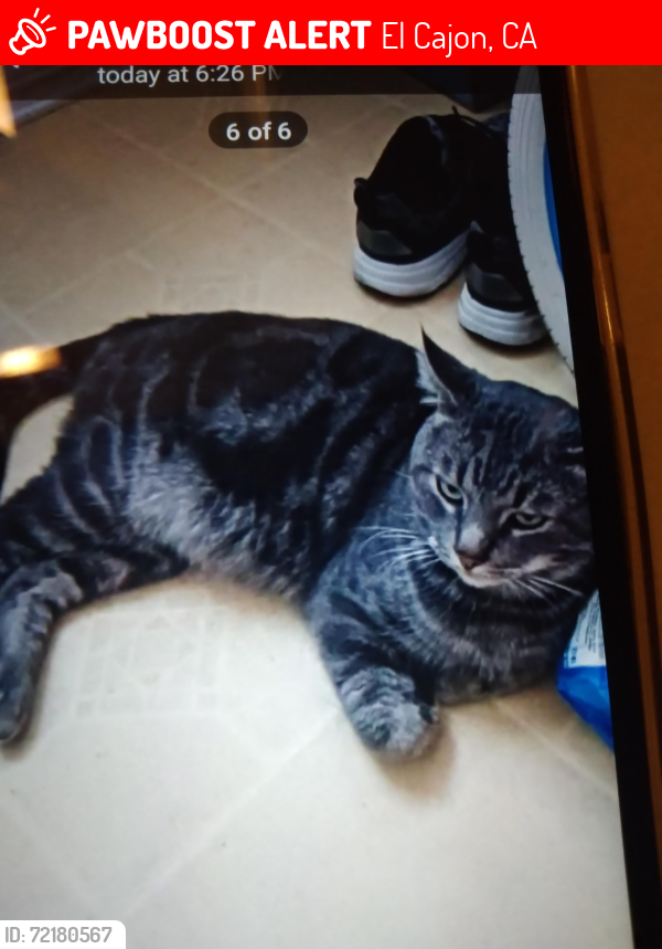 Lost Male Cat last seen Pepper Valley Lane, El Cajon, CA 92021