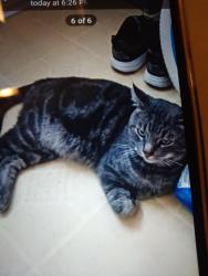 Lost Male Cat last seen Pepper Valley Lane, El Cajon, CA 92021