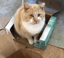 Lost Male Cat last seen Alex Lane, Angier, NC 27501
