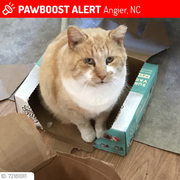 Lost Male Cat last seen Alex Lane, Angier, NC 27501