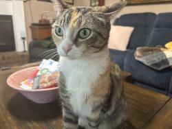 Lost Female Cat last seen Boone hill  rd , Summerville, SC 29483