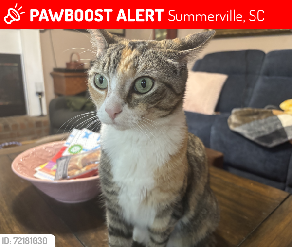 Lost Female Cat last seen Boone hill  rd , Summerville, SC 29483