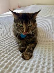 Lost Female Cat last seen John Nolan Dr. , Madison, WI 53715
