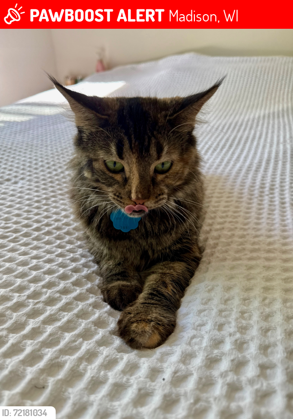Lost Female Cat last seen John Nolan Dr. , Madison, WI 53715