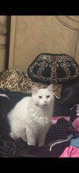 Lost Male Cat last seen Near E Princeton ln deer park Texas, 77536 , Deer Park, TX 77536