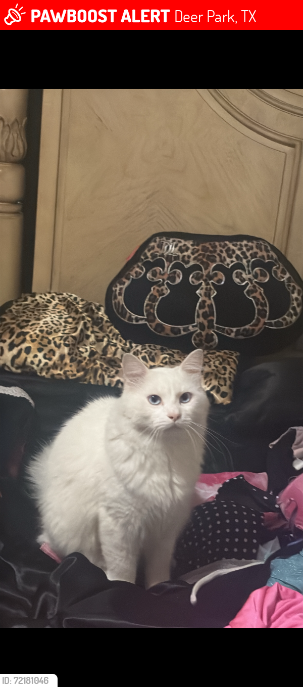 Lost Male Cat last seen Near E Princeton ln deer park Texas, 77536 , Deer Park, TX 77536