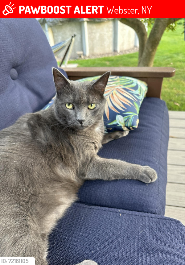 Lost Male Cat last seen Clover Dr and Rt250/South Ave, Webster, NY 14580
