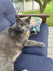 Lost Male Cat last seen Clover Dr and Rt250/South Ave, Webster, NY 14580