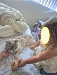 Lost Male Cat last seen Greenfield, El Cajon, CA 92019