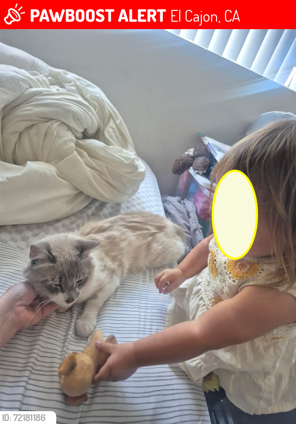 Lost Male Cat last seen Greenfield, El Cajon, CA 92019