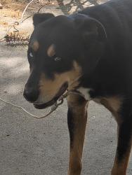 Lost Male Dog last seen Winchester & Milbranch, Memphis, TN 38116