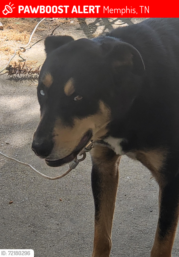 Lost Male Dog last seen Winchester & Milbranch, Memphis, TN 38116