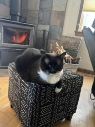 Lost Female Cat last seen SE Colorado Rd / Skogan , Sandy, OR 97055