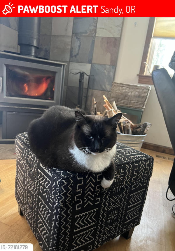 Lost Female Cat last seen SE Colorado Rd / Skogan , Sandy, OR 97055