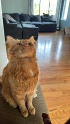Lost Male Cat last seen kidwell Dr hanover, Severn, MD 21076